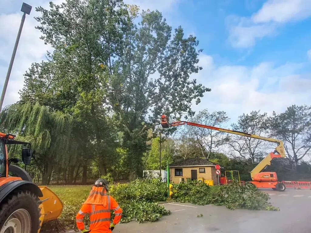 Mechanical Tree Surgery